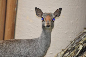 Somali dikdik - antilop, csak szomáliában él